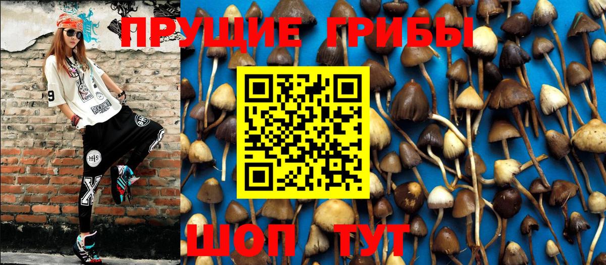 Галлюциногенные грибы Psilocybe  Вход с VPN  Псилоцибиновые грибы Psilocybe  Чита 